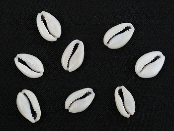 子安貝/COWRIE