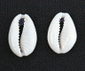 子安貝 COWRIE