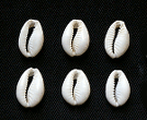 子安貝/COWRIE