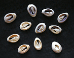 子安貝/COWRIE