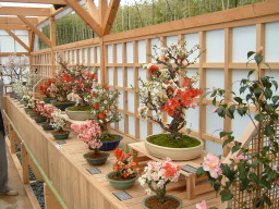 ���{�{�P����{�P�W��