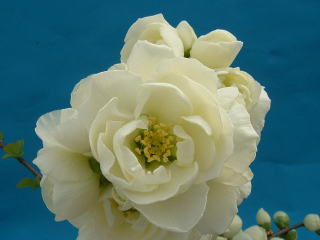 ���c�т̎��R�����@����