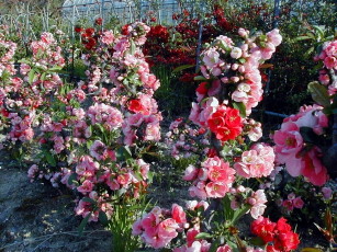 ����т̖͗l�؍��