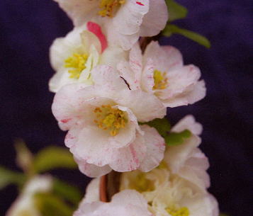 �����@�ԓV��