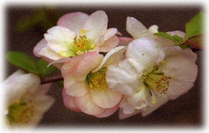 ���O��W�@�����V��