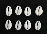 子安貝/COWRIE