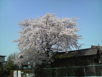 �T�N���炭�O�����n��